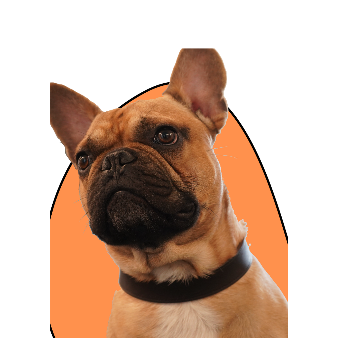 Louis Bulldog Mehmedagic